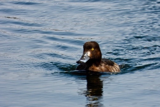 キンクロハジロとスズガモの見分け方、陸ガモと海ガモの味_e0134713_19522870.jpg