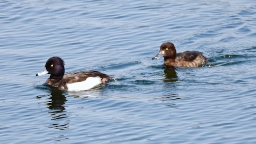 キンクロハジロとスズガモの見分け方、陸ガモと海ガモの味_e0134713_19523393.jpg