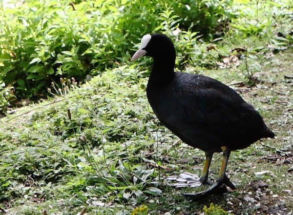 鳥の水掻き 蹼足と弁足 世話要らずの庭