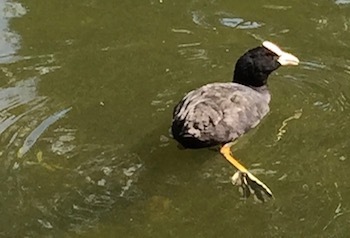 鳥の水掻き 蹼足と弁足 世話要らずの庭