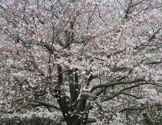 ソメイヨシノ八分咲き 樹木見て歩き
