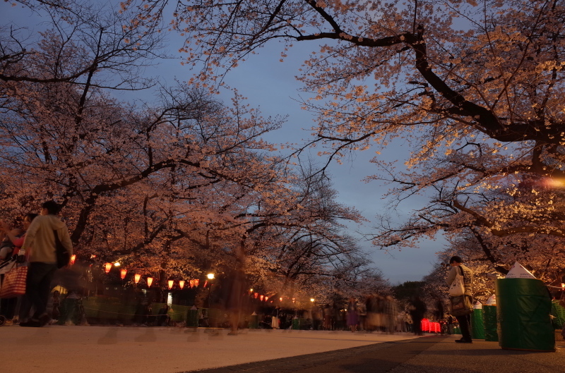 夜桜_b0224616_13311499.jpg