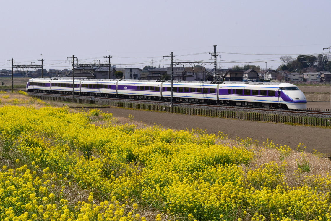 東武日光線と満開の菜の花_a0385725_22053244.jpg