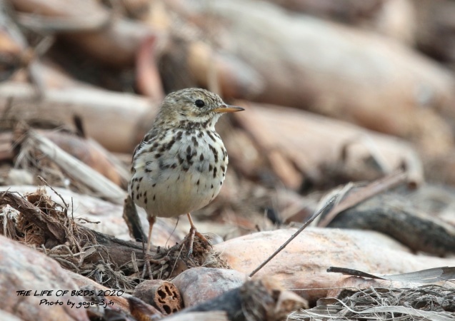 マキバタヒバリは きわめてまれな迷鳥 The Life Of Birds ー 野鳥つれづれ記