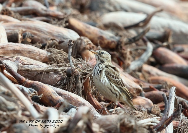 マキバタヒバリは きわめてまれな迷鳥 The Life Of Birds ー 野鳥つれづれ記