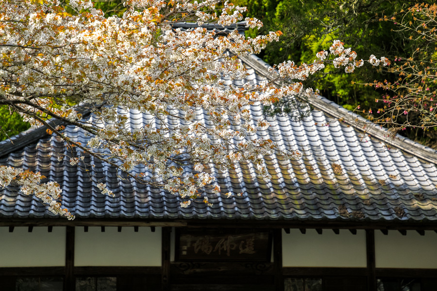林叟院の山桜_d0377637_18401828.jpg