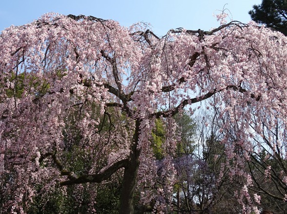 京都御所の出水の桜_b0299042_21500054.jpg