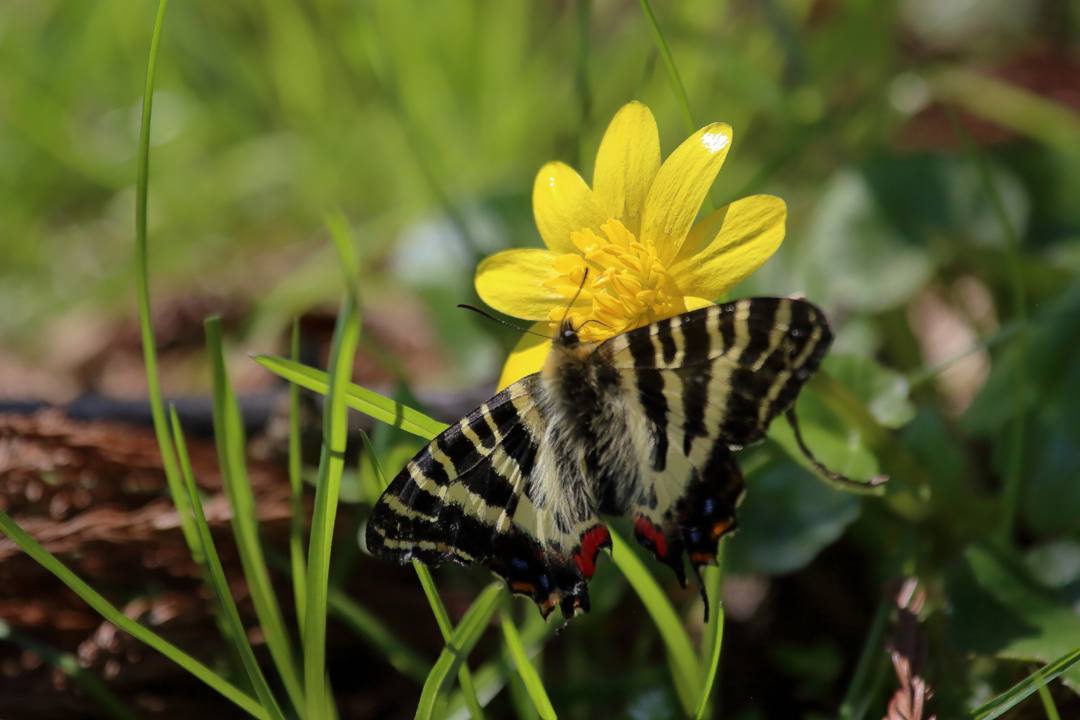 黄花にギフチョウ_e0403850_22212630.jpg