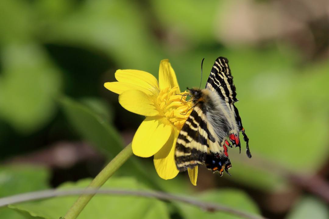 黄花にギフチョウ_e0403850_22213037.jpg