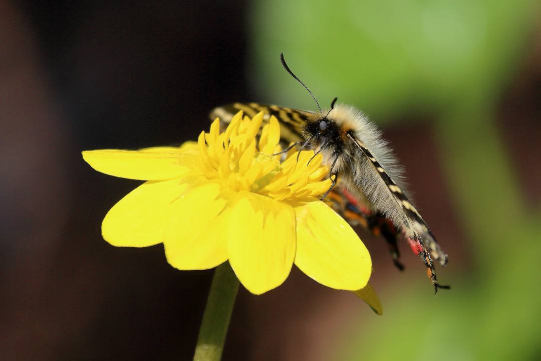 黄花にギフチョウ_e0403850_22213415.jpg