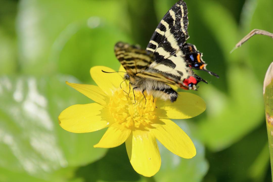 カタクリとギフチョウ_e0403850_22214019.jpg