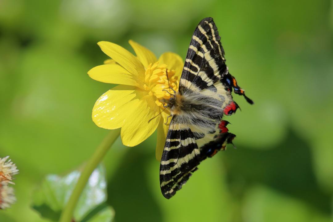 黄花にギフチョウ_e0403850_22214634.jpg