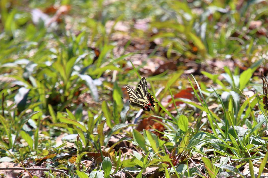 黄花にギフチョウ_e0403850_22221874.jpg