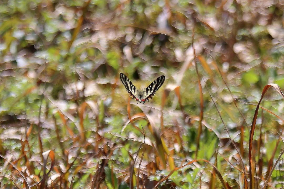 黄花にギフチョウ_e0403850_22222642.jpg