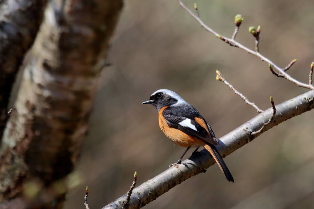 黄花にギフチョウ_e0403850_23040996.jpg