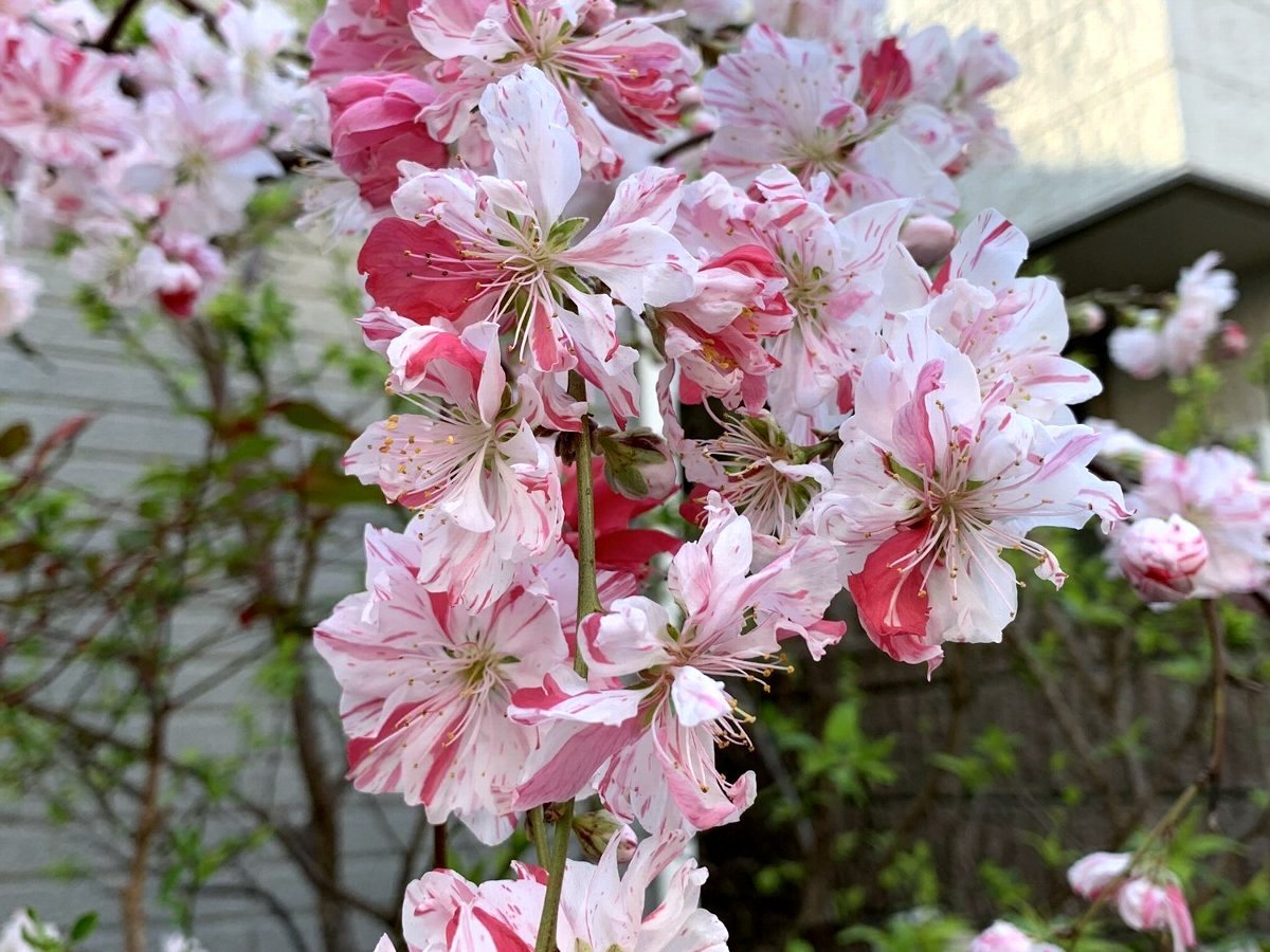 ☆源平桃・一番美しい花の時☆_c0092953_23573381.jpg