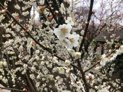 京都・奈良 冬の旅’20 その6_e0326953_18351374.jpg