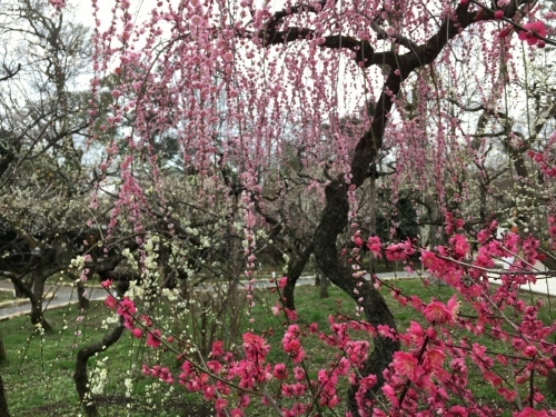 京都・奈良 冬の旅’20 その6_e0326953_18372221.jpg