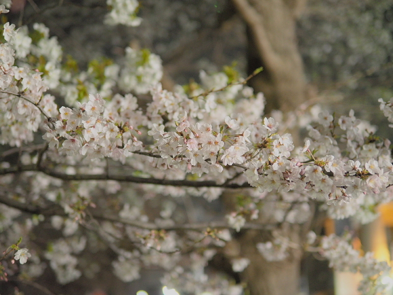 【Photo日記】　夜桜、八分_b0008655_08591198.jpg