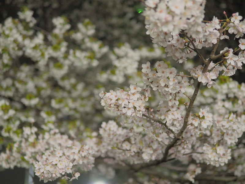【Photo日記】　夜桜、八分_b0008655_08595180.jpg