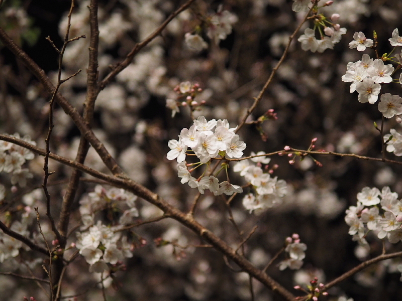 【Photo日記】　夜桜、八分_b0008655_09014437.jpg