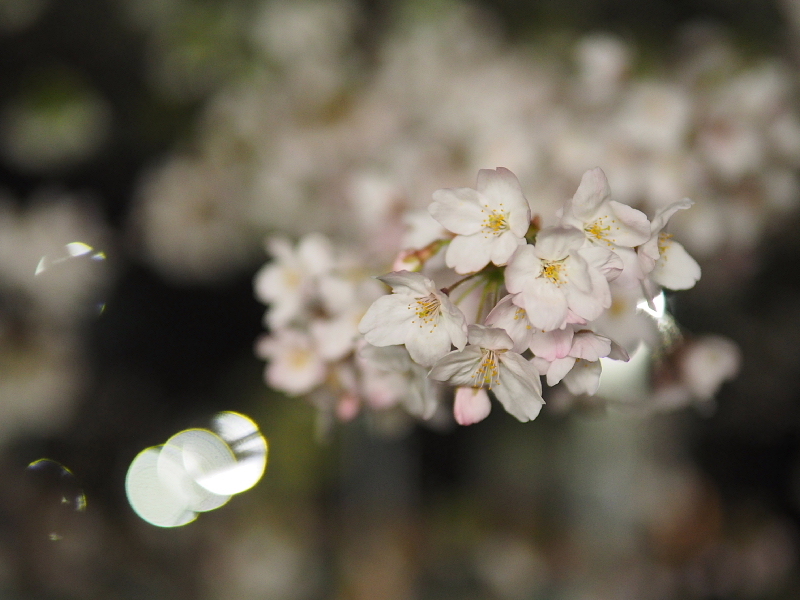 【Photo日記】　夜桜、八分_b0008655_09023937.jpg