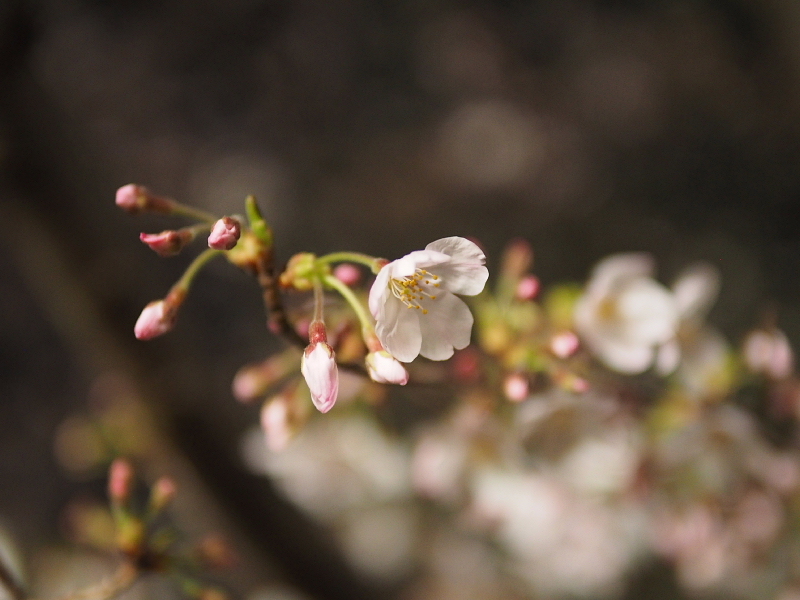 【Photo日記】　夜桜、八分_b0008655_09025522.jpg