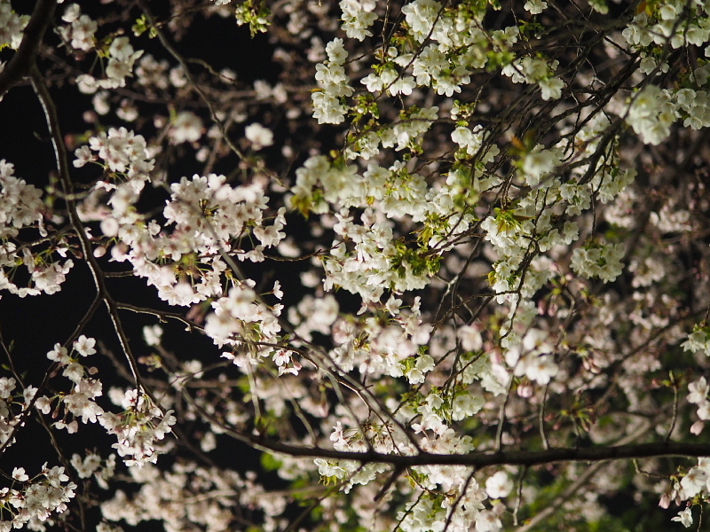 【Photo日記】　夜桜、八分_b0008655_09041527.jpg