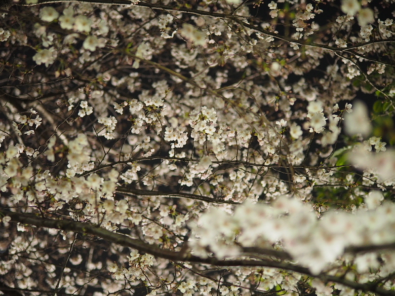 【Photo日記】　夜桜、八分_b0008655_09042920.jpg