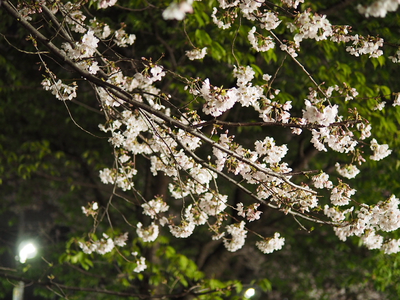 【Photo日記】　夜桜、八分_b0008655_09052560.jpg