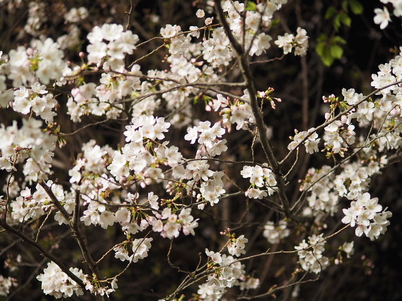 【Photo日記】　夜桜、八分_b0008655_09054833.jpg