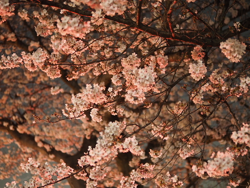 【Photo日記】　夜桜、八分_b0008655_09064107.jpg