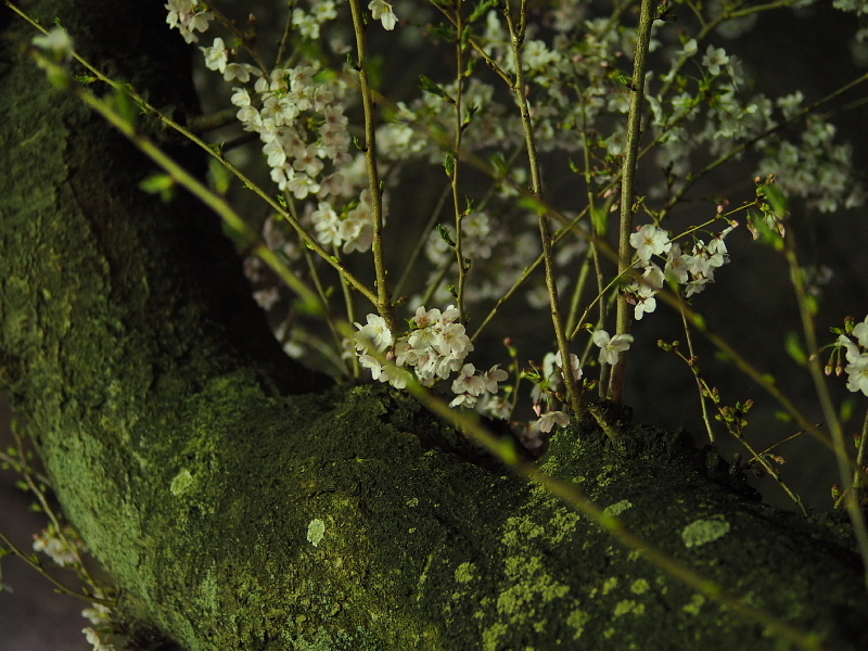 【Photo日記】　夜桜、八分_b0008655_09230955.jpg