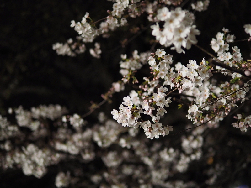 【Photo日記】　夜桜、八分_b0008655_09260058.jpg