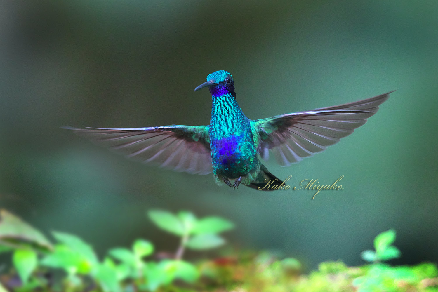 アオミミハチドリ Sparkling Violetear 2 ぼちぼち と 野鳥大好き O