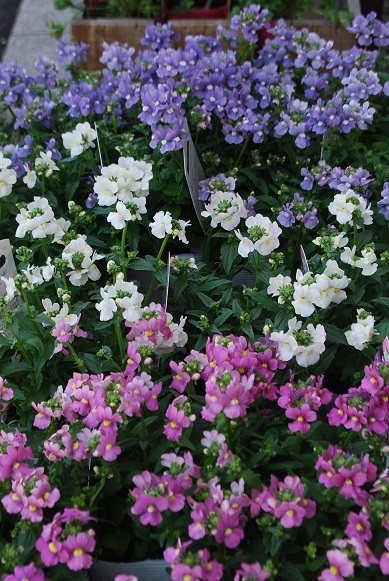 花苗入荷情報【200323】_a0201358_17553612.jpg
