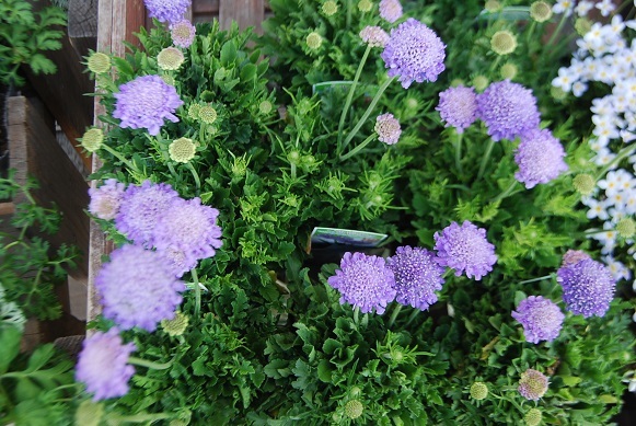 花苗入荷情報【200323】_a0201358_17562872.jpg