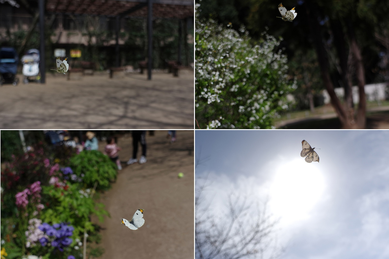 ２０２０．３．２１　東京・白金の小さな公園　ツマキチョウ　　　２０２０．３．２４ （記）_a0181059_14211415.jpg