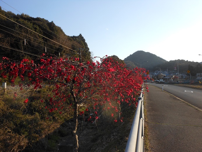 沿道を彩る緋色の花 やすうら夢工房ブログ
