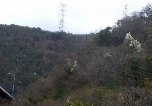 もうひとつのご近所花めぐり_b0102572_10212854.jpg