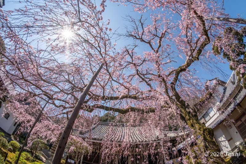 満開　専称寺_c0350572_12211934.jpg