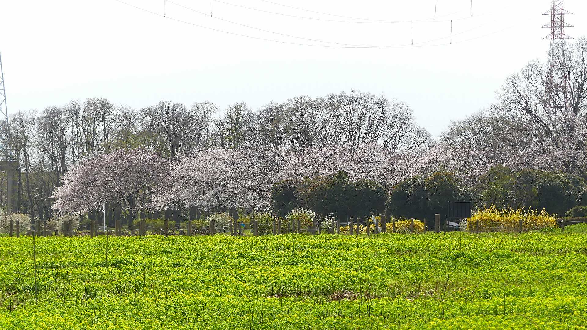 大洪水にも負けず!_a0185081_10012478.jpg