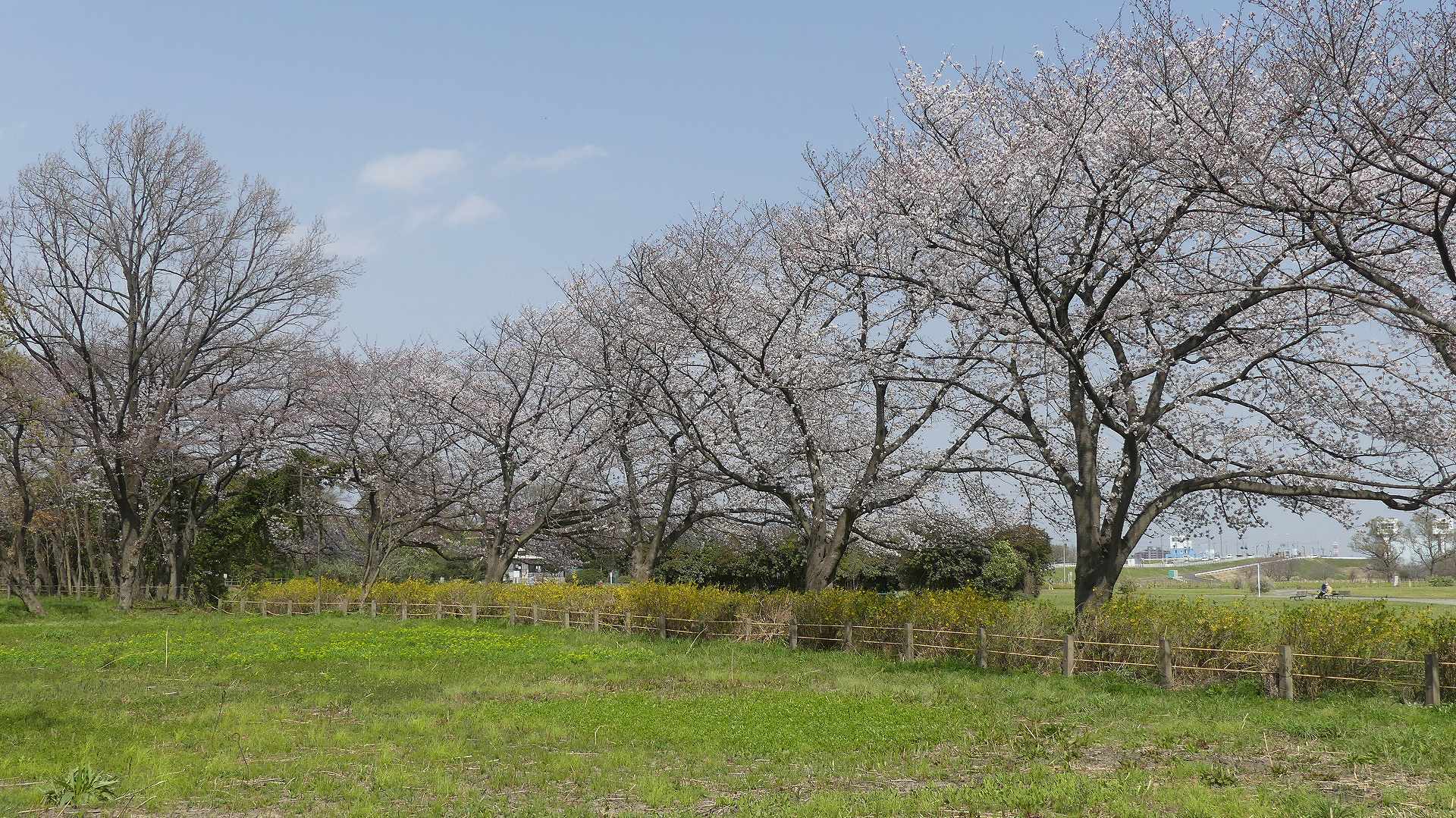 大洪水にも負けず!_a0185081_10194305.jpg