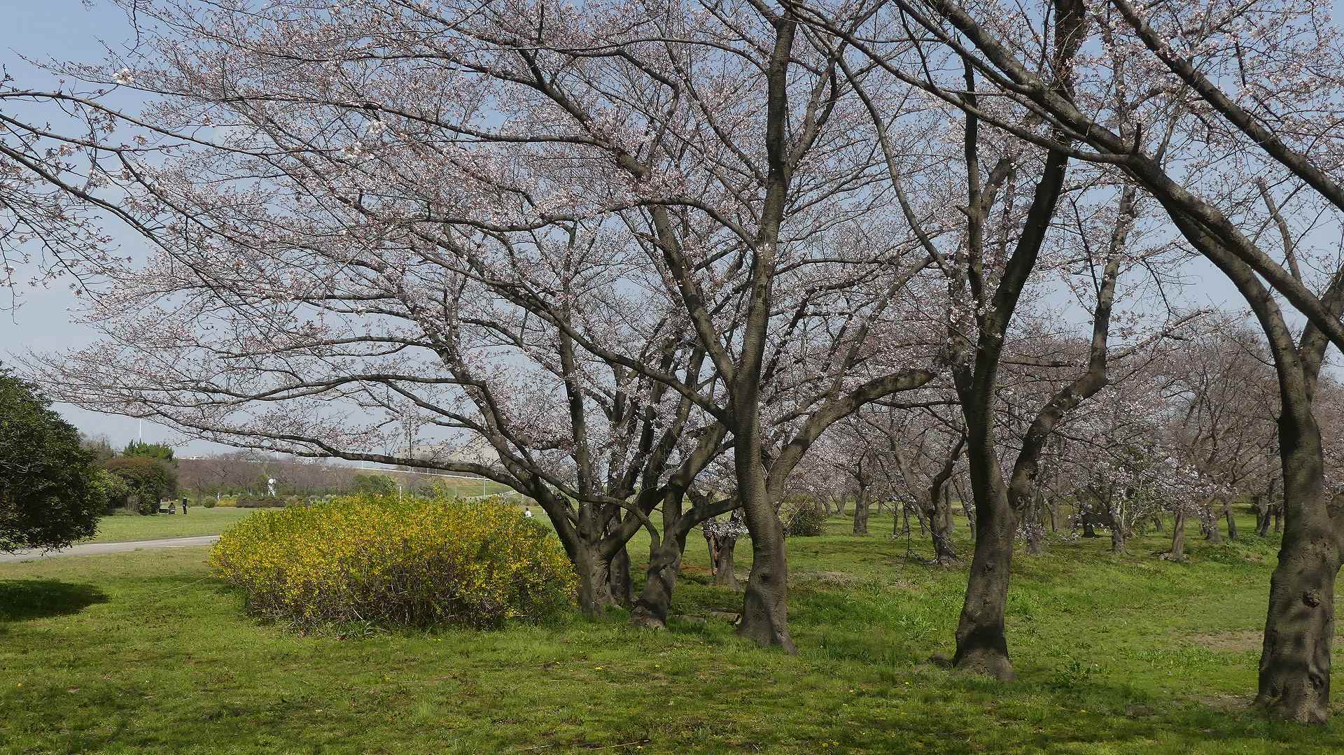 大洪水にも負けず!_a0185081_10410046.jpg