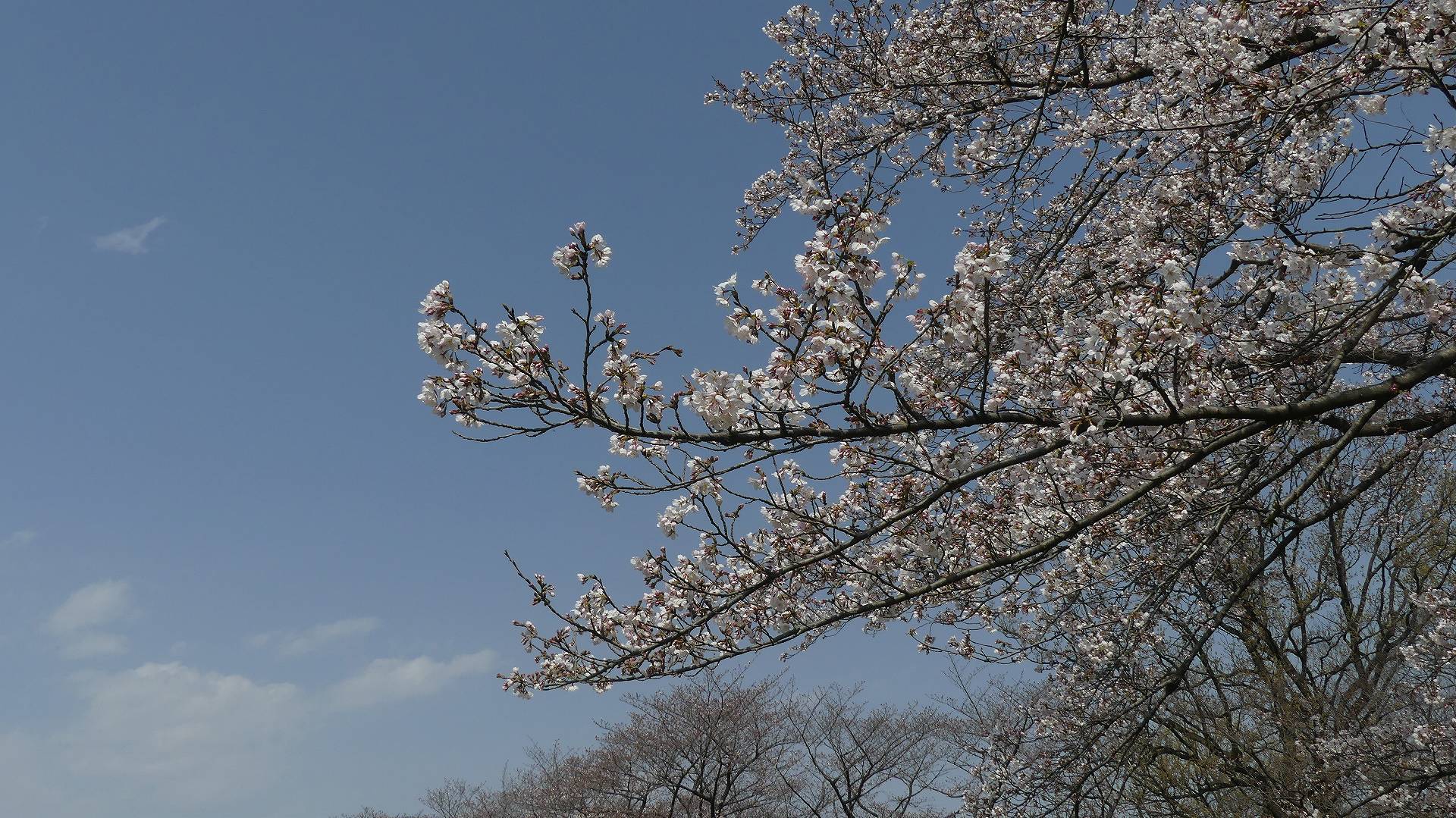 大洪水にも負けず!_a0185081_10411614.jpg