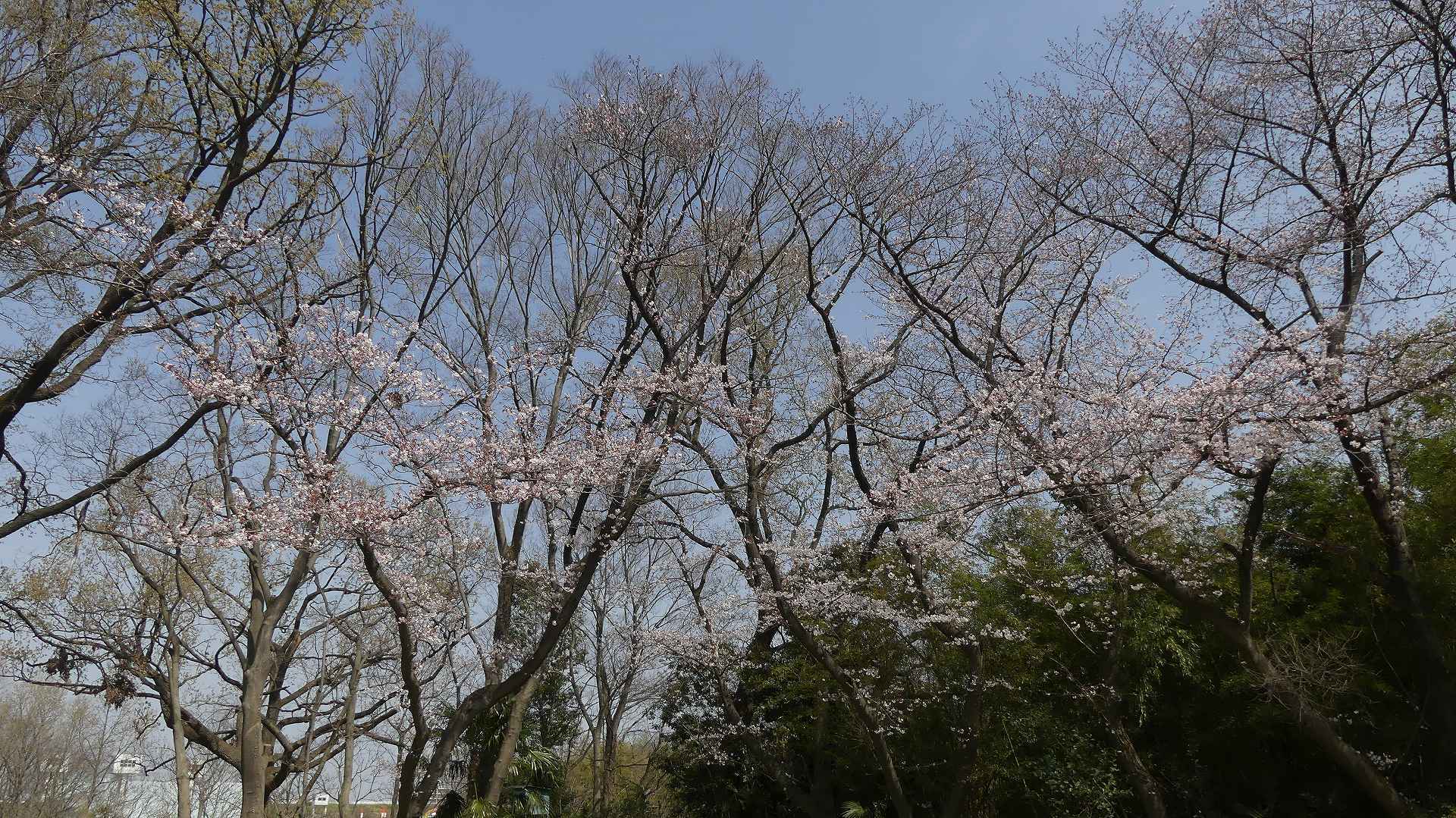 大洪水にも負けず!_a0185081_10413295.jpg