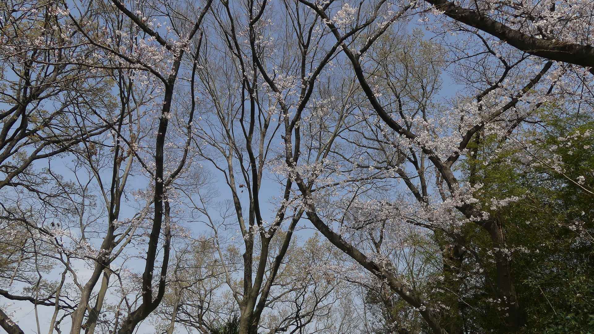 大洪水にも負けず!_a0185081_10414784.jpg