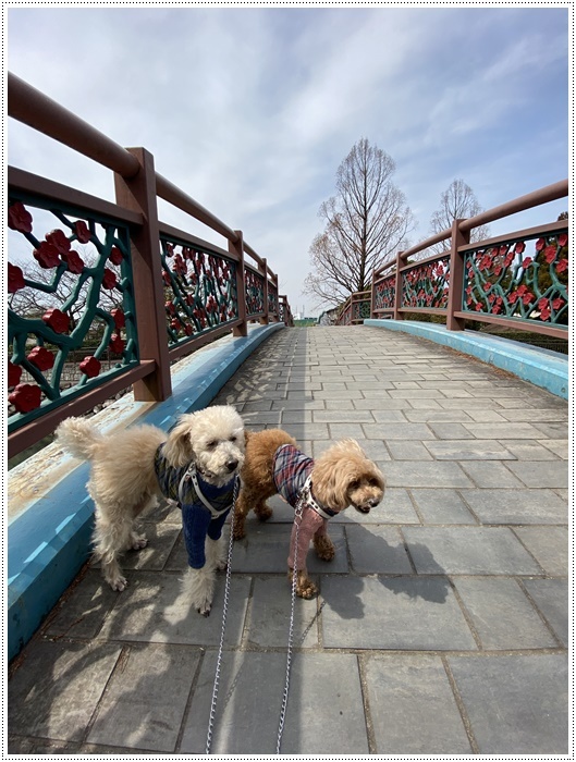 時々出かける公園も、桜はまだ開花の気配もなくて、さくらも大も、せっかくのお散歩だったけど良いニュースがお届けできません(´Ａ｀。)グスン _b0175688_00324884.jpg