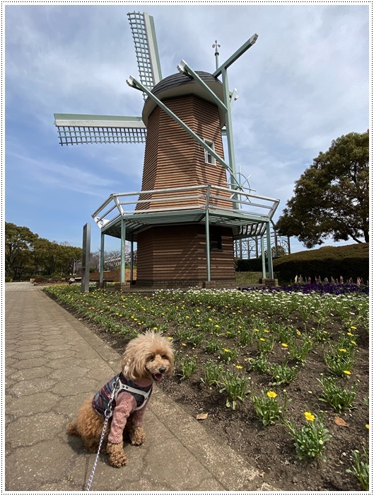 時々出かける公園も、桜はまだ開花の気配もなくて、さくらも大も、せっかくのお散歩だったけど良いニュースがお届けできません(´Ａ｀。)グスン _b0175688_00390783.jpg