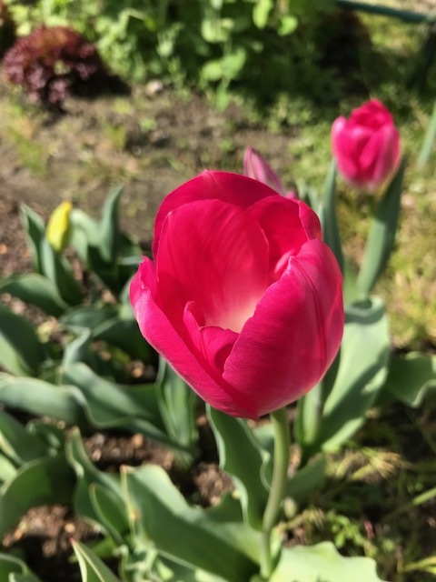2週間ぶりの畑_f0204295_09361206.jpg
